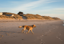 Camping en Bretagne avec son chien : plages et conseils