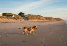 Camping en Bretagne avec son chien : plages et conseils